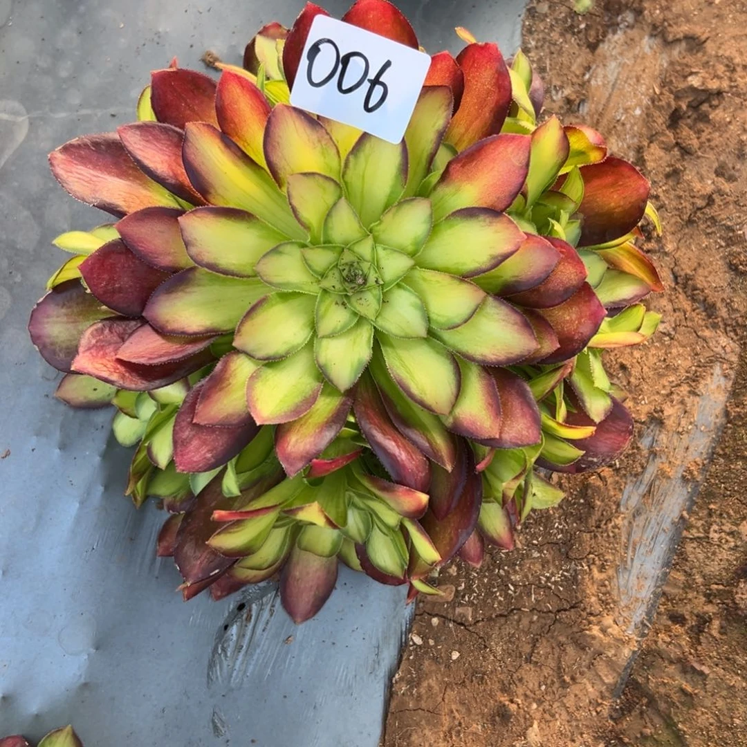 006韶华多肉法师