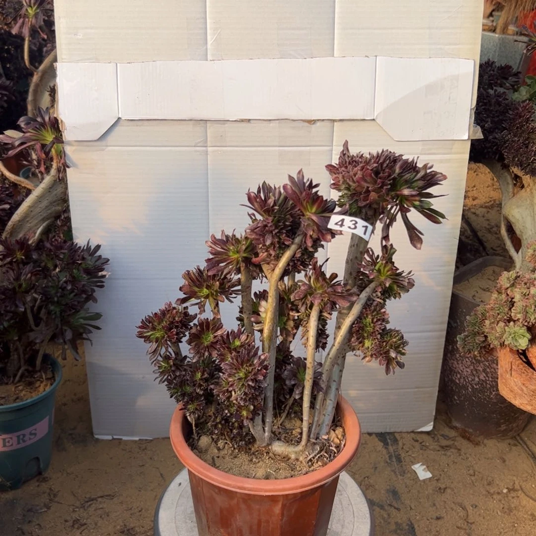 有伤黑缀431高32