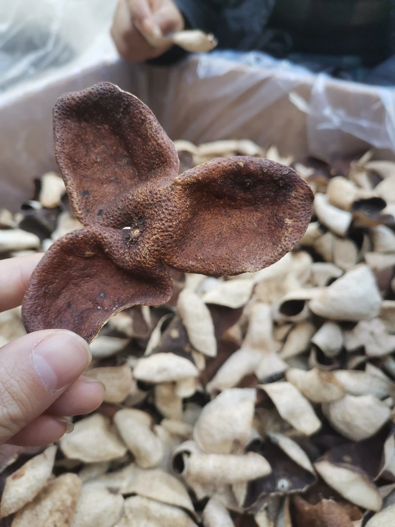 【小杨推荐】二代妈妈私藏新会2015年皮陈皮