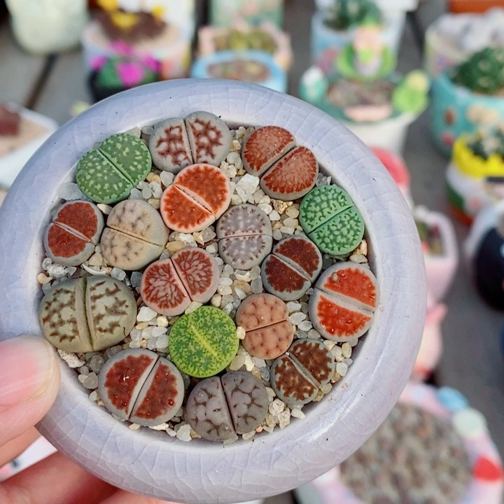 生石花花花花开了207