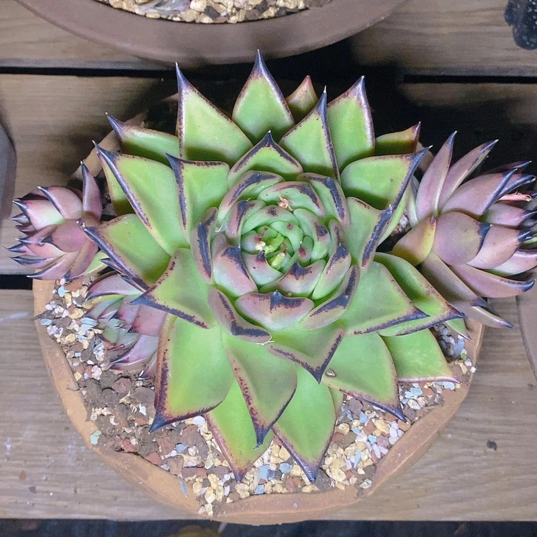 多肉植物原始玛利亚