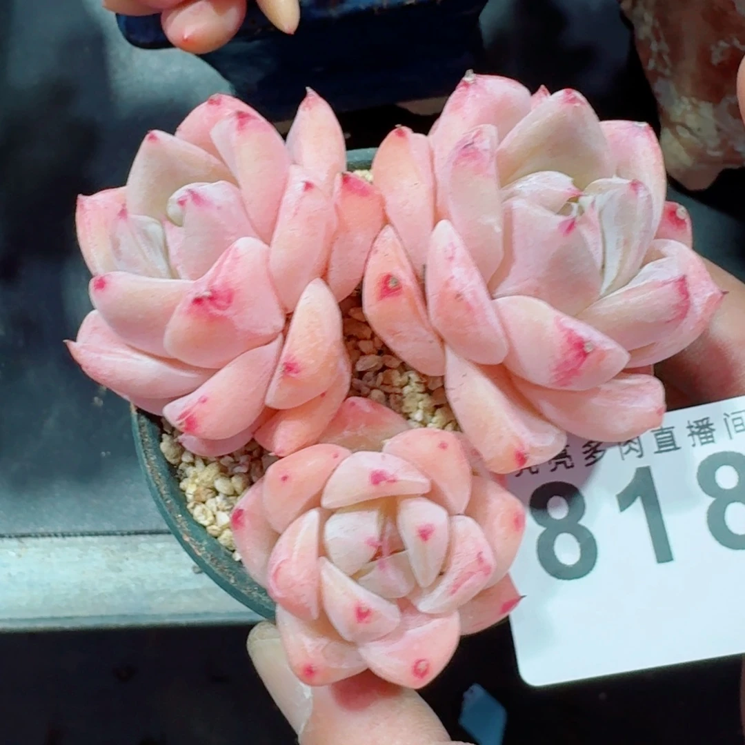 白泽      愿你一路坦途，乘风破浪展宏图