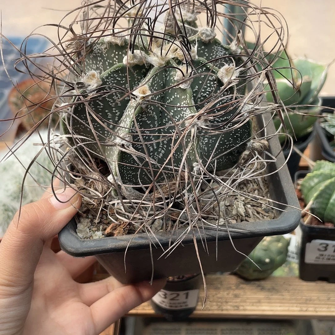 324瑞风玉仙人球特价