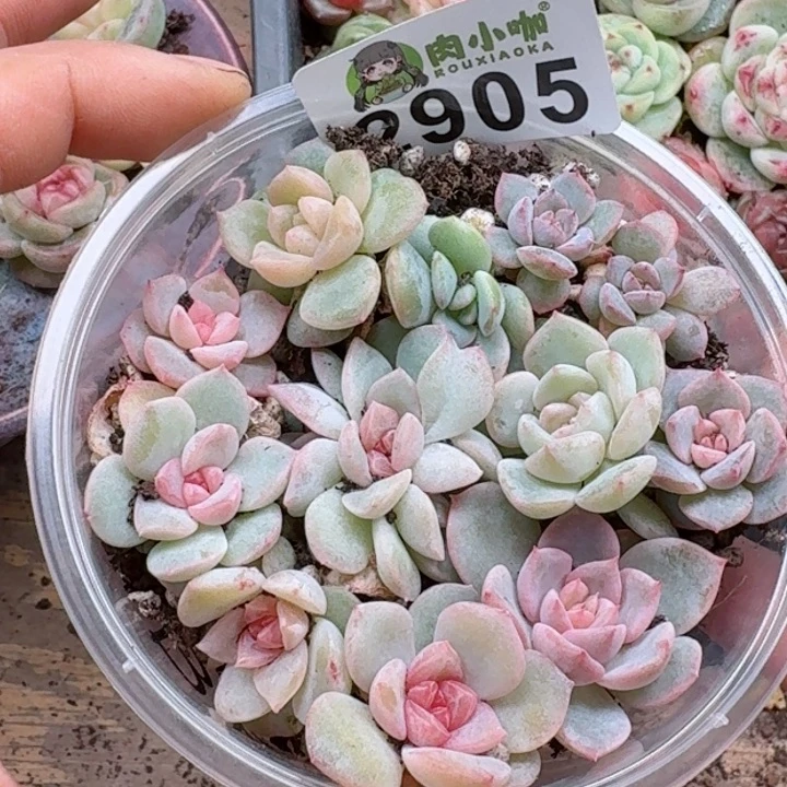 多肉植物多肉植物