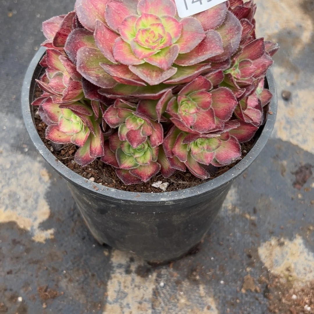 149龙鳞多肉植物系