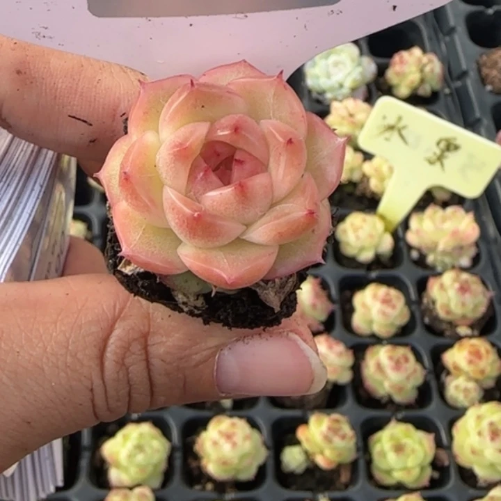 189号  樱花色麦秆