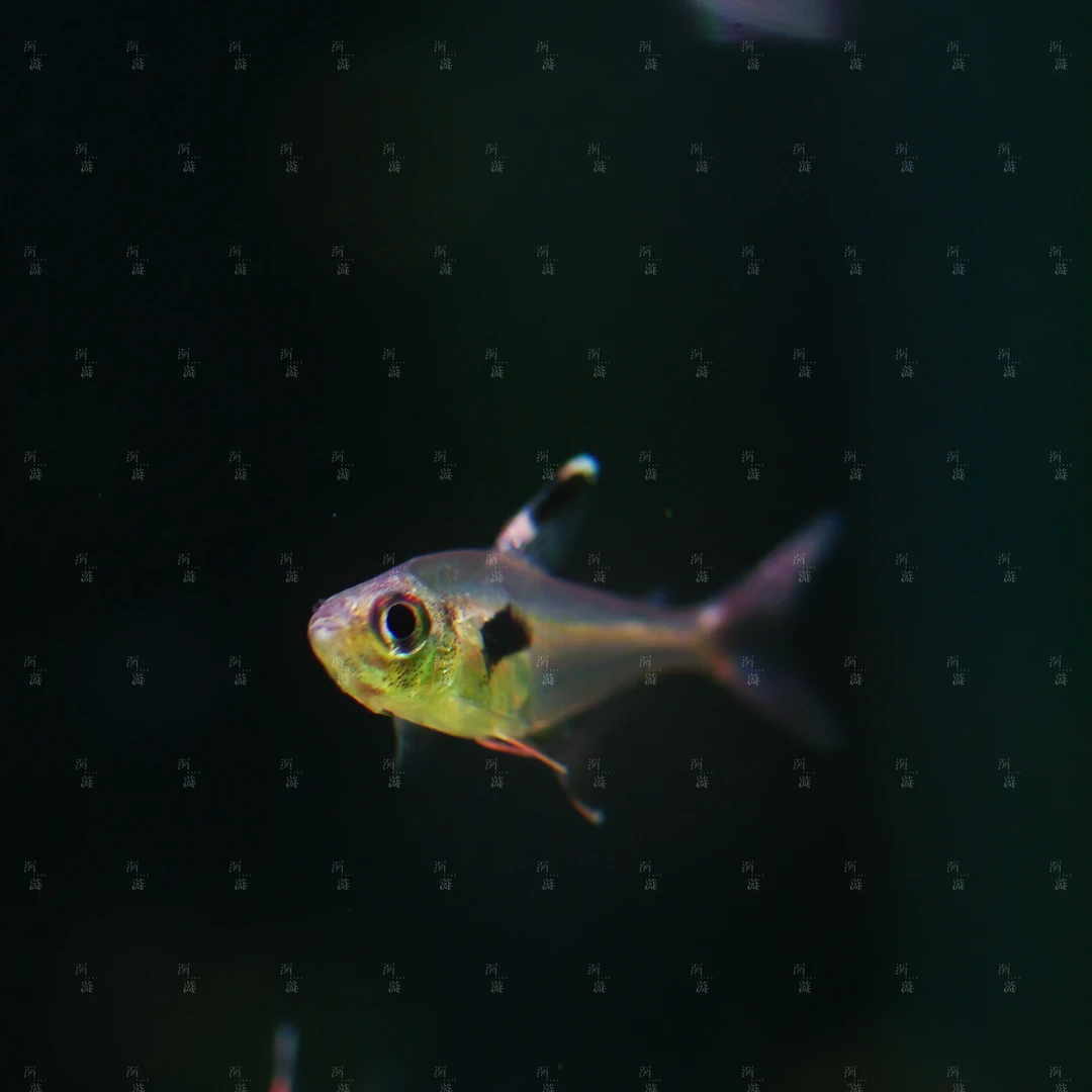 【洄游】黑印血旗 灯鱼南美热带观赏鱼小鱼混养定水检疫满100包邮