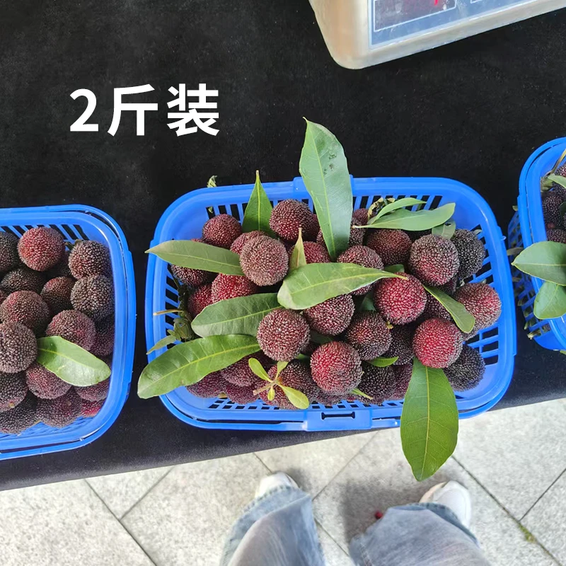 慈溪余姚本地露天杨梅（特级）浙江省
