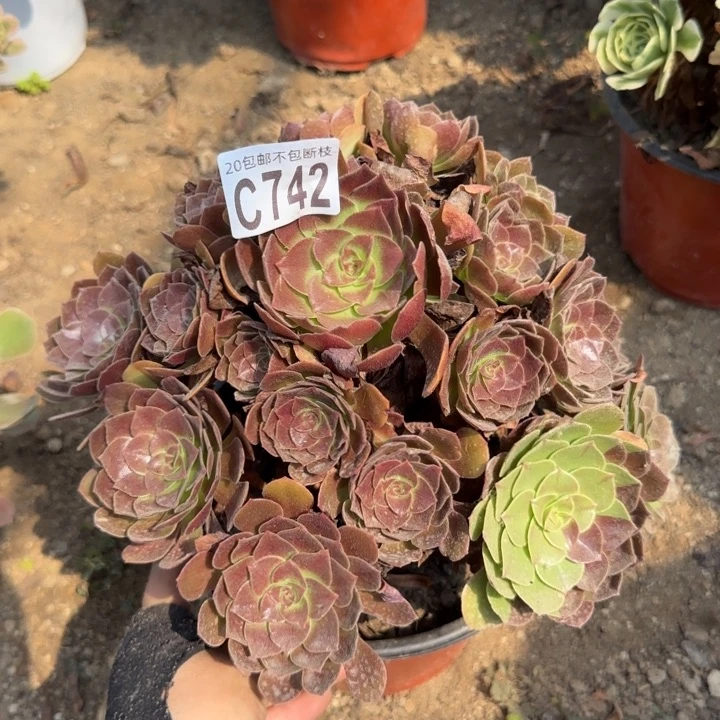 赤焰莲……多肉植物……