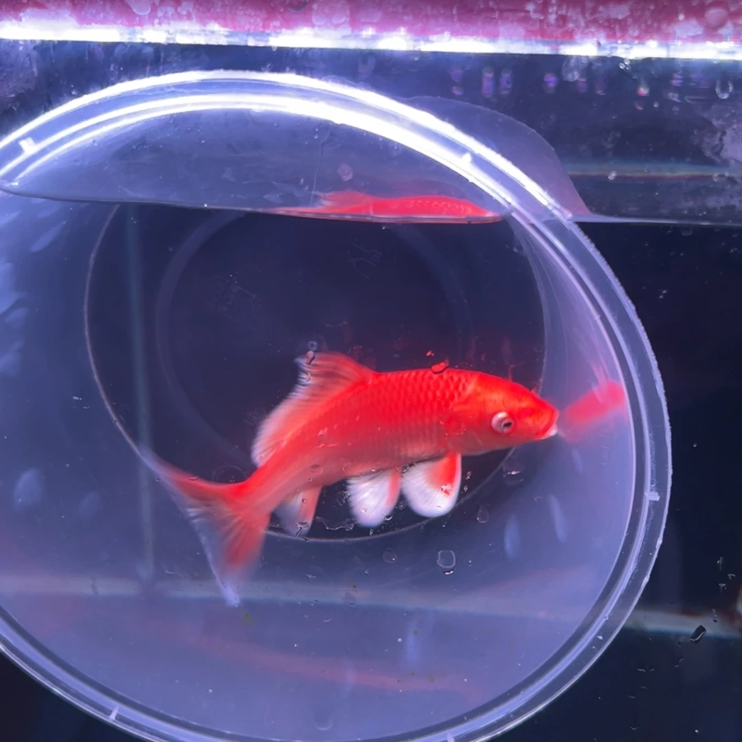 蝴蝶鲤*️****蝴蝶鲤
