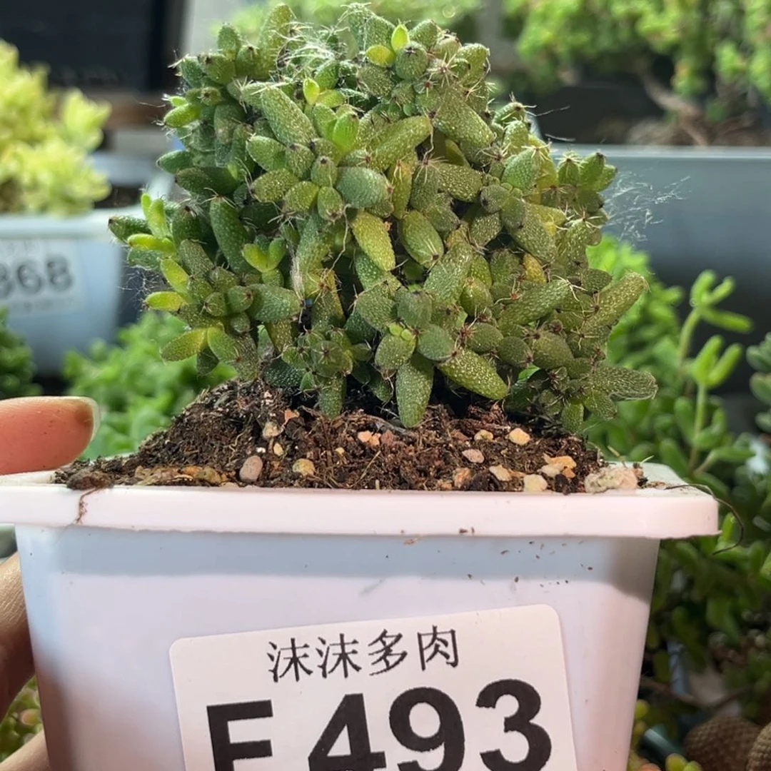 爆米花 493。
