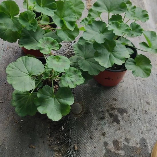 无花朵天竺葵噜啦噜啦嘞