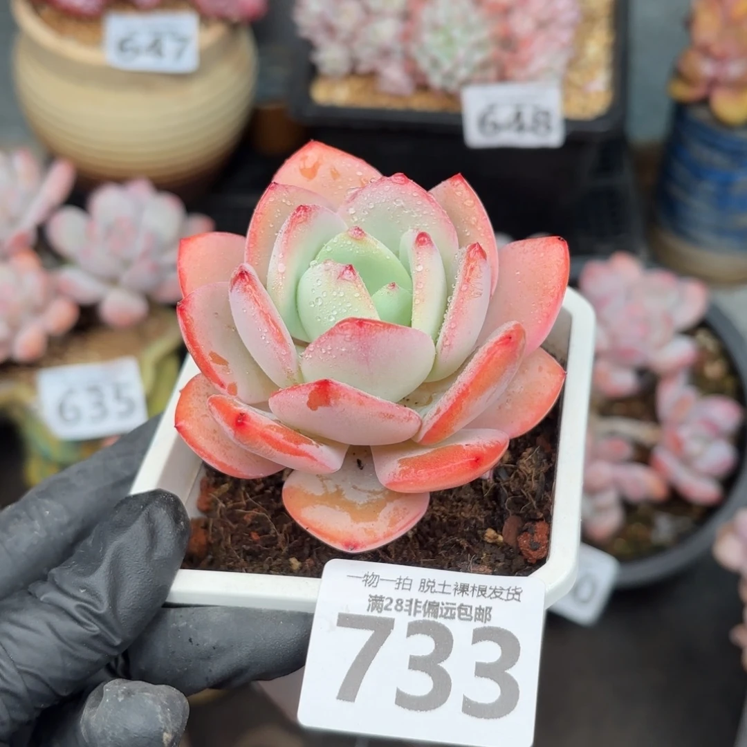 白月光无盆土发货