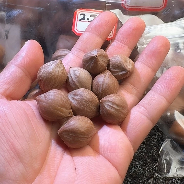 吊坠橄榄核用****51.9❌2.5九颗