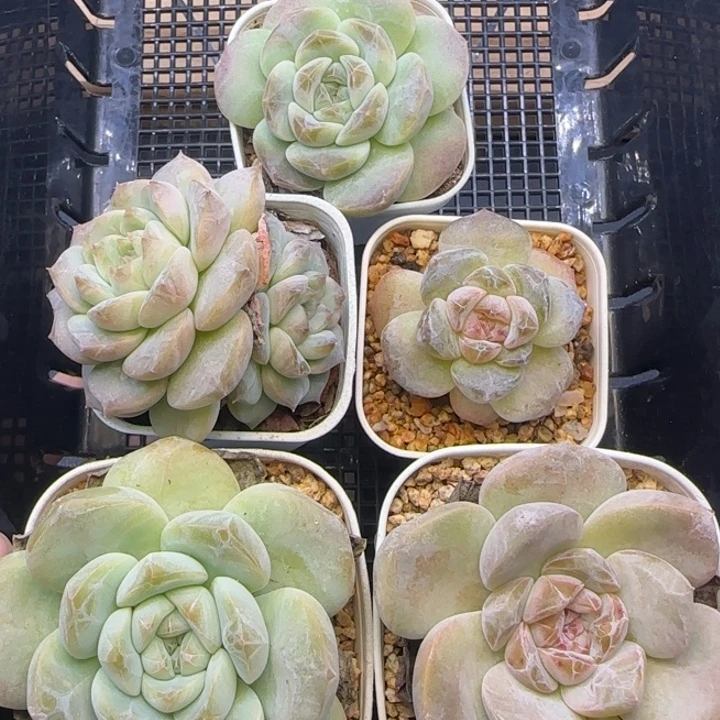 【9.9包邮贵货白菜】472五棵
