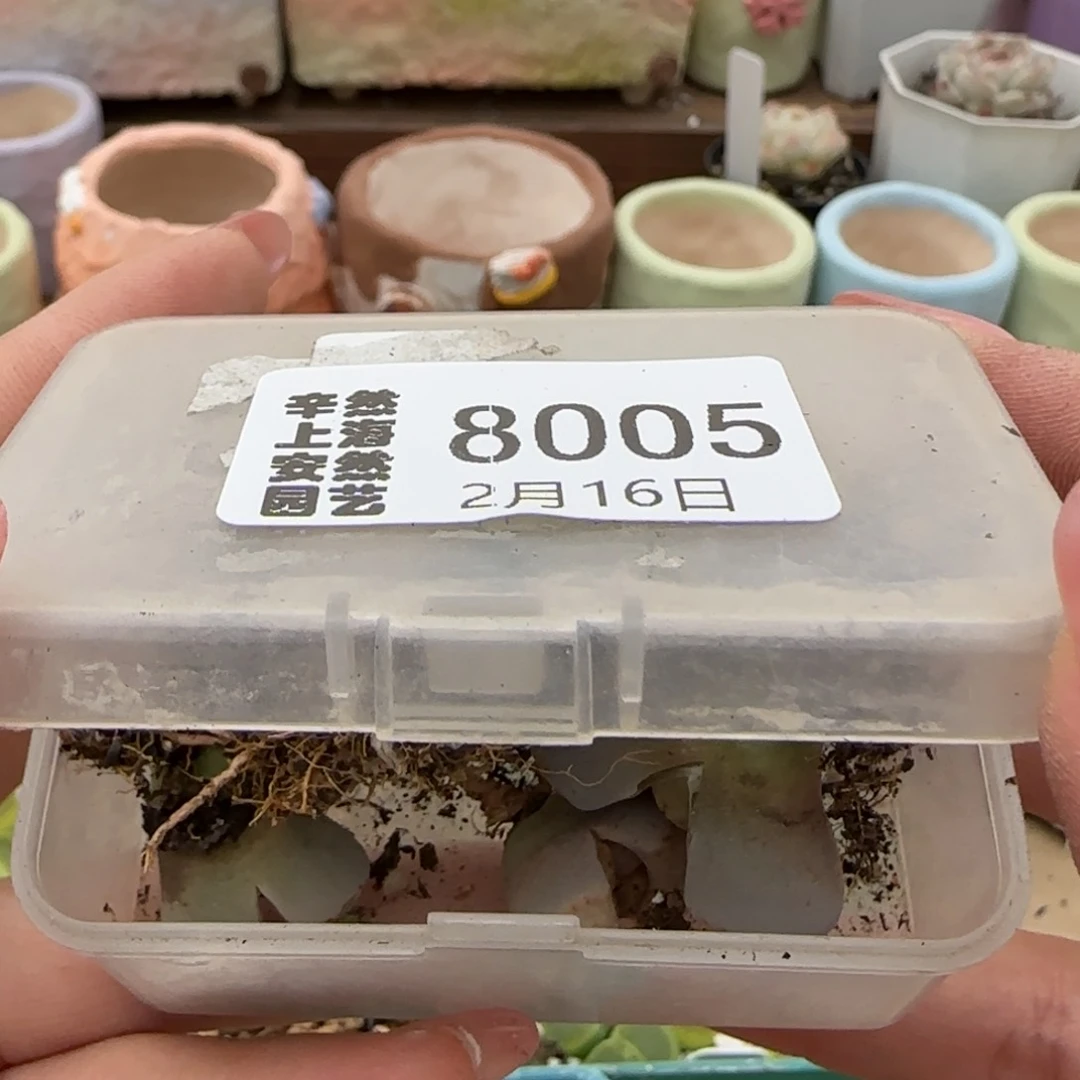 奇***林2.16。 c324。 8005