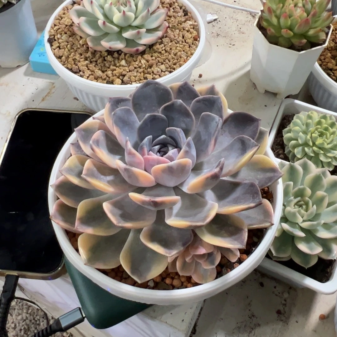 北***方花脸汉堡锦多肉植物