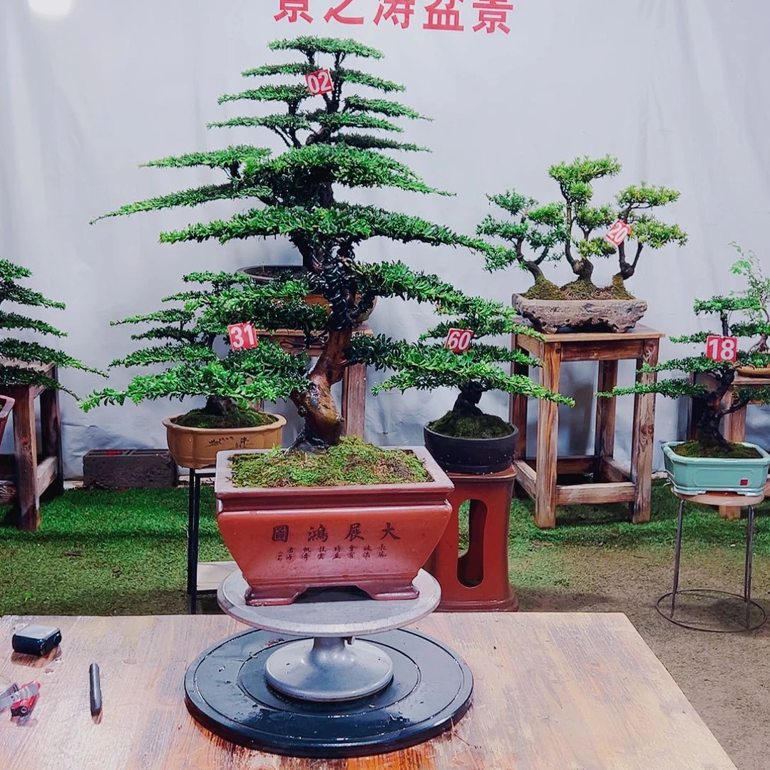 C***w无花朵红芽珍珠罗汉松