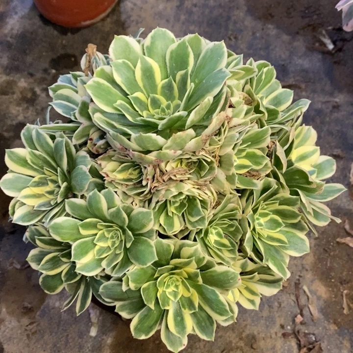 迈巴赫多肉断头不包1485