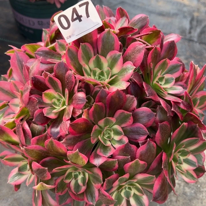 047女郎25厘米左右