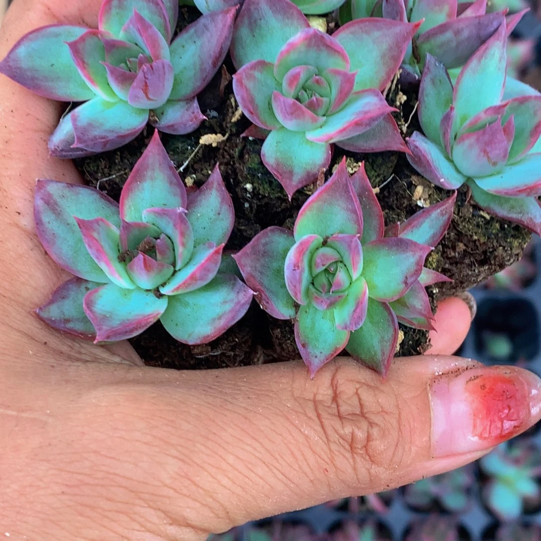 惊鸿仙子小。（满9.99包邮不满9.99发叶子）