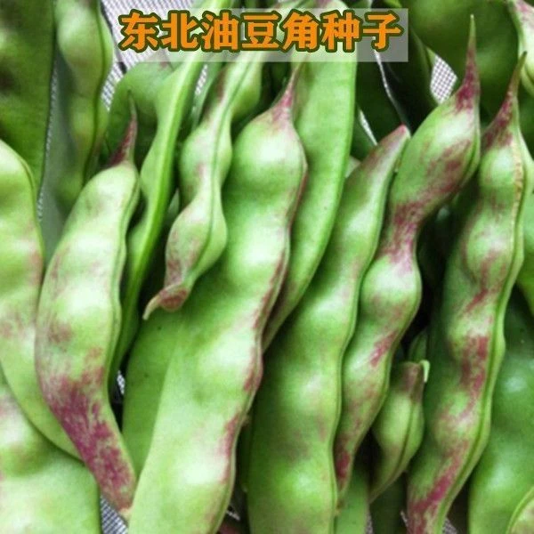东北油豆种籽一点红油豆角种籽将军豆春夏秋四季豆角种子