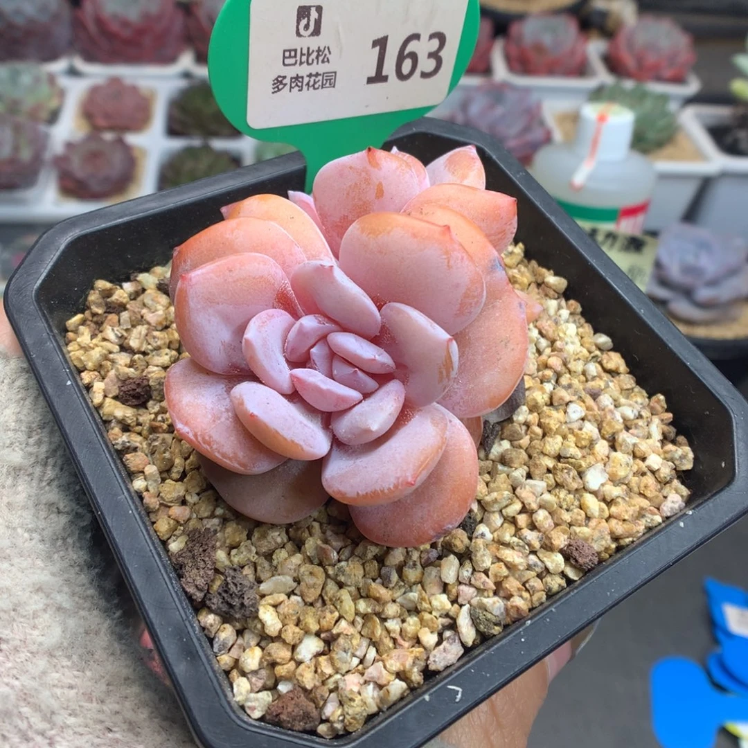 163双头奶茶多肉植物带叠叶