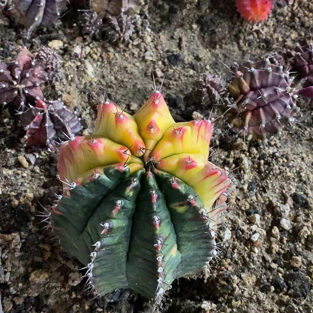 ઈ***梧55号。            微瑕