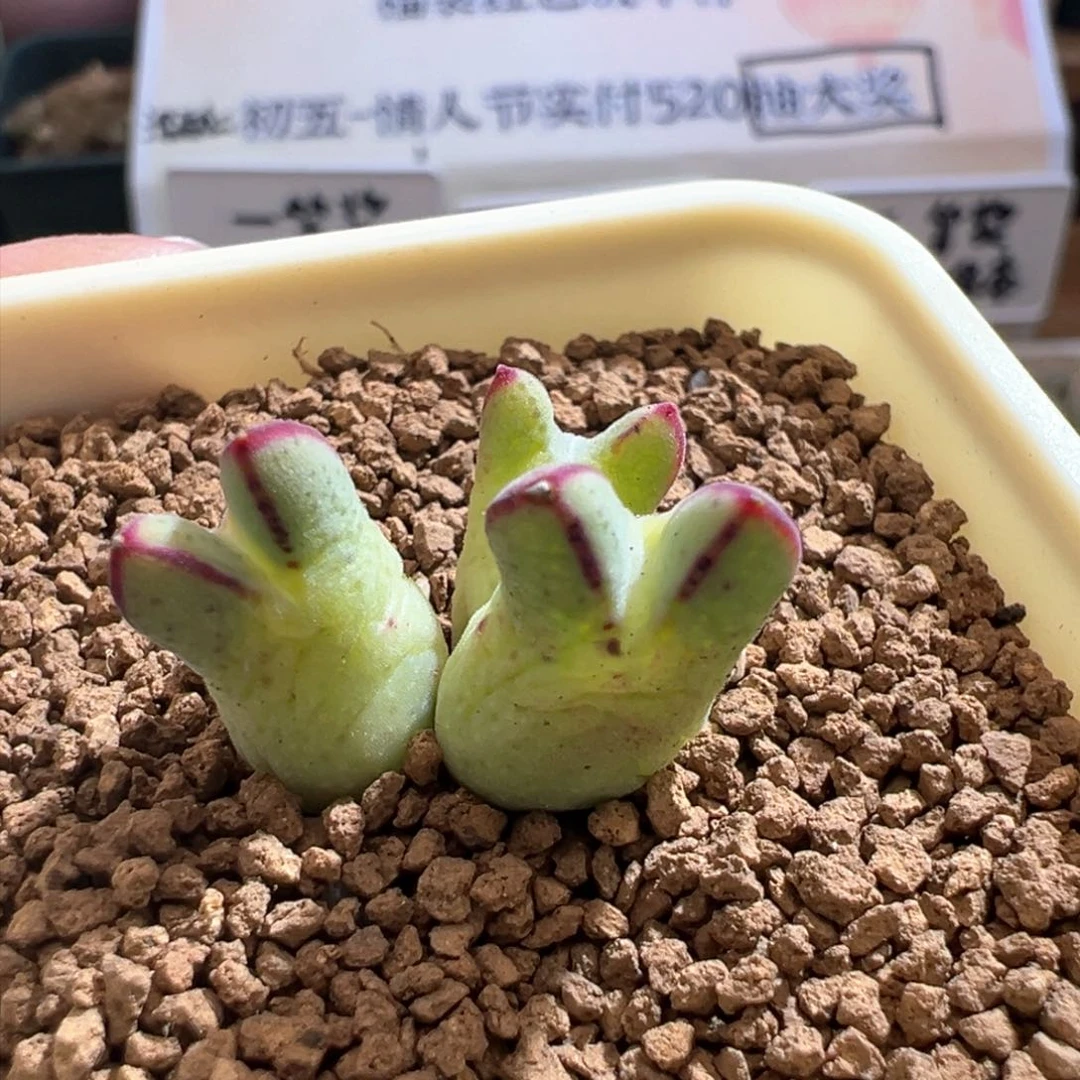 930。园艺优选985猪蹄。母本株