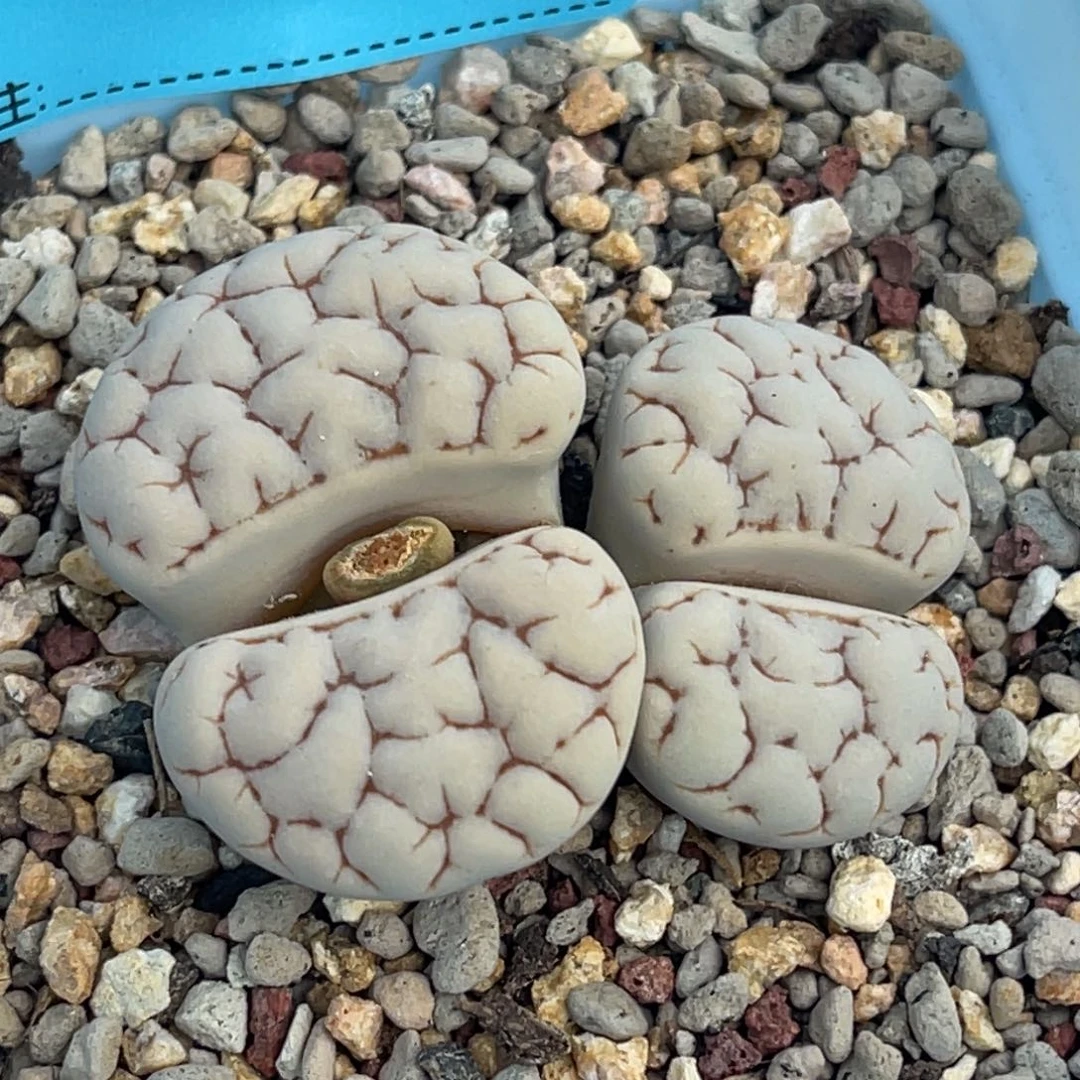 3949双头脑纹189一颗