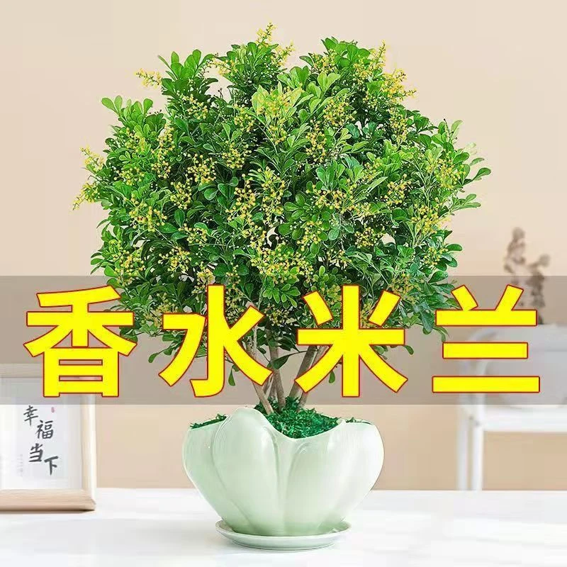 带花苞米兰盆栽四季开花浓香型花卉可驱蚊适合室内外养殖