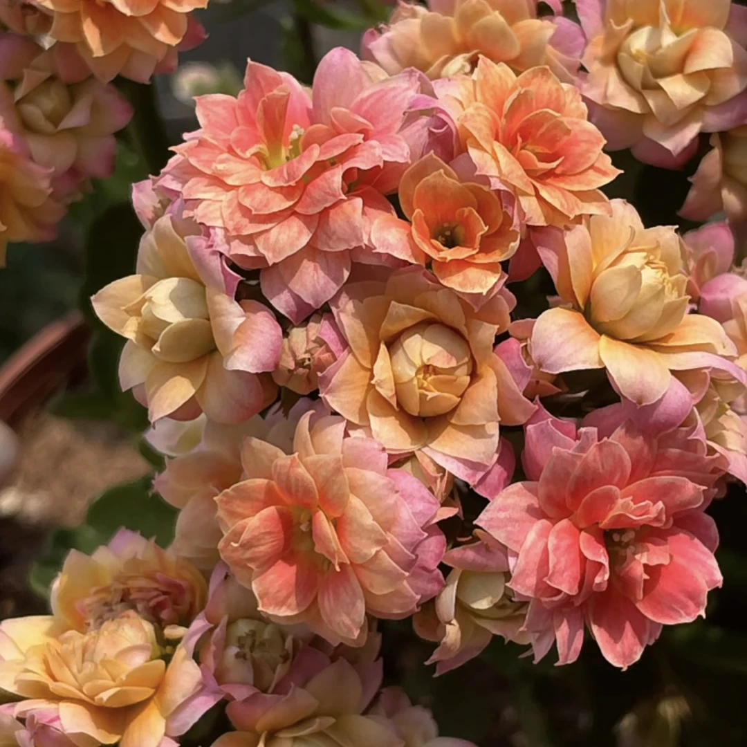 复色【星光】重瓣大花110盆