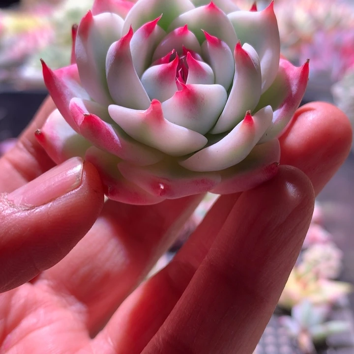 吉娃娃覆轮锦小老桩有根