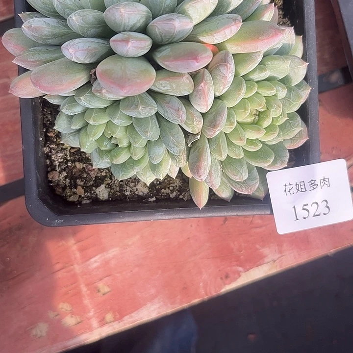 东***出1523一颗88888888