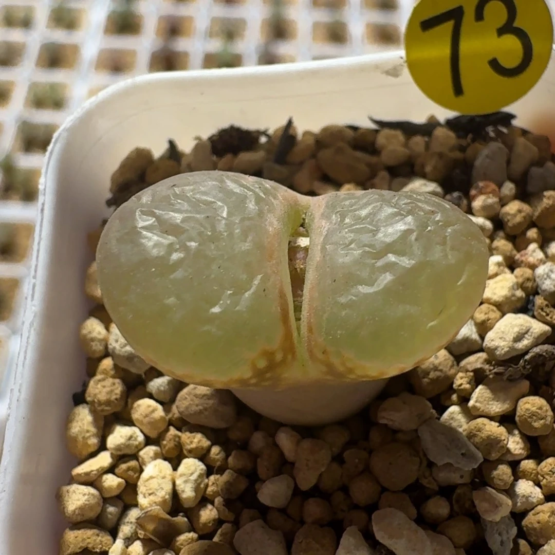 在*上73........多肉......