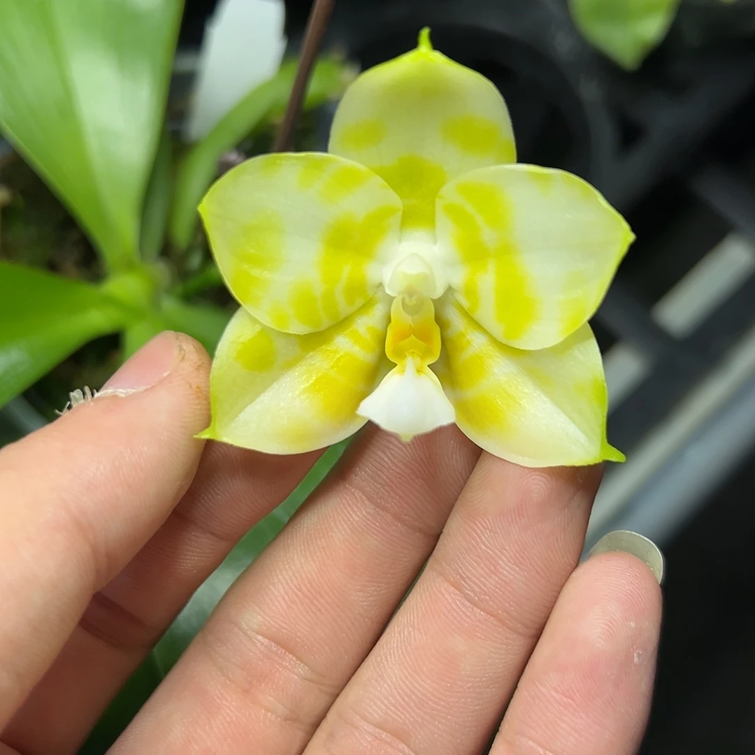 完全开放l009三寸绿虎