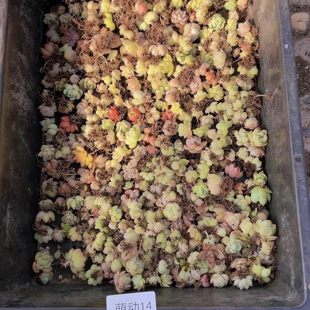 直播一物一拍多肉14