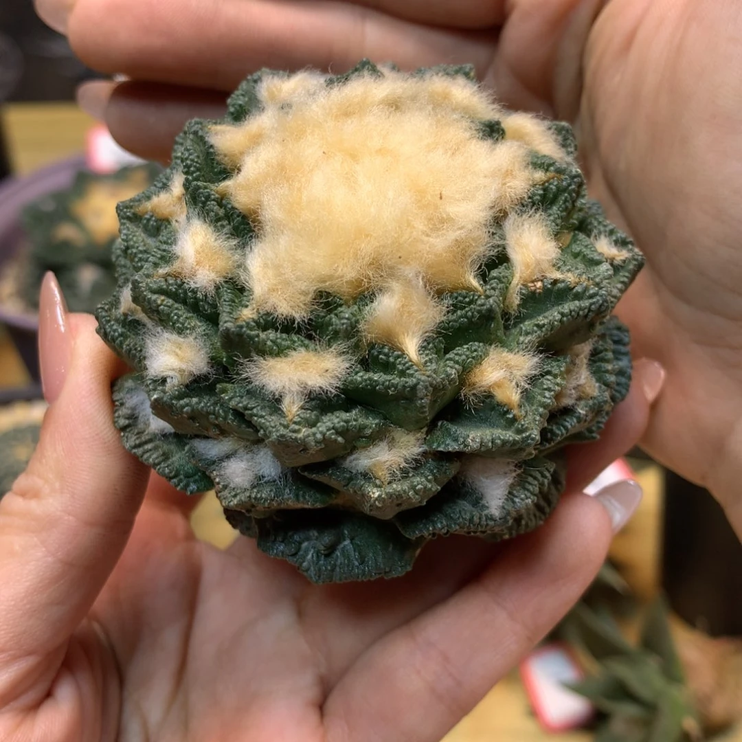 36号 苗接深割尤新顿7.2公分 无根