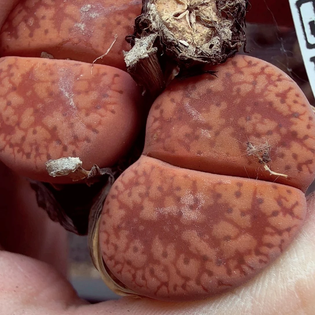 你要回来吃嘛026