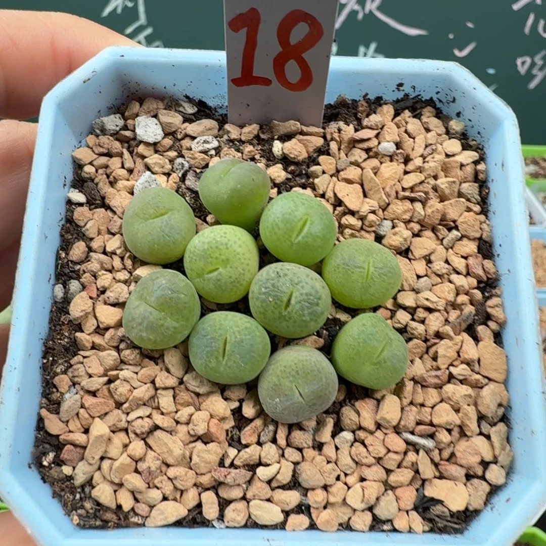 翠光10颗脱土发货18