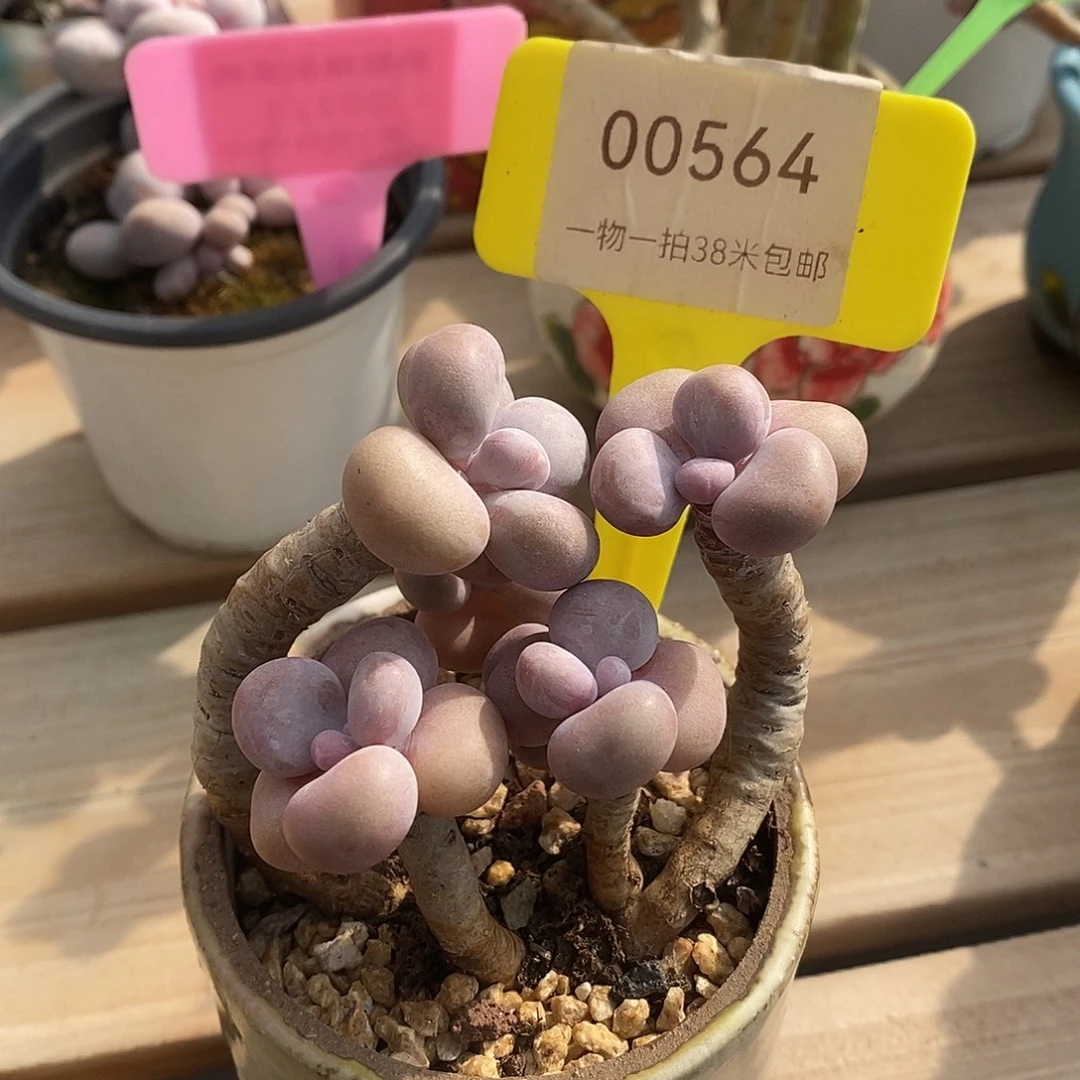 00564？奥体算哦哦哦璐璐