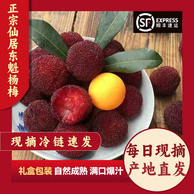 【11A果王龙头果仙居东魁杨梅】30-39克现摘现发产地直销顺丰冷链