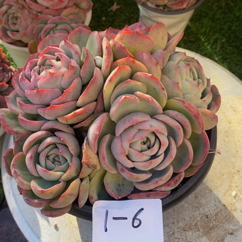 【闪购商品】✨****✨多肉植物