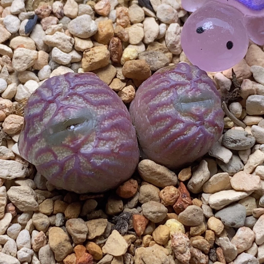 0432/优选送奶杂好看