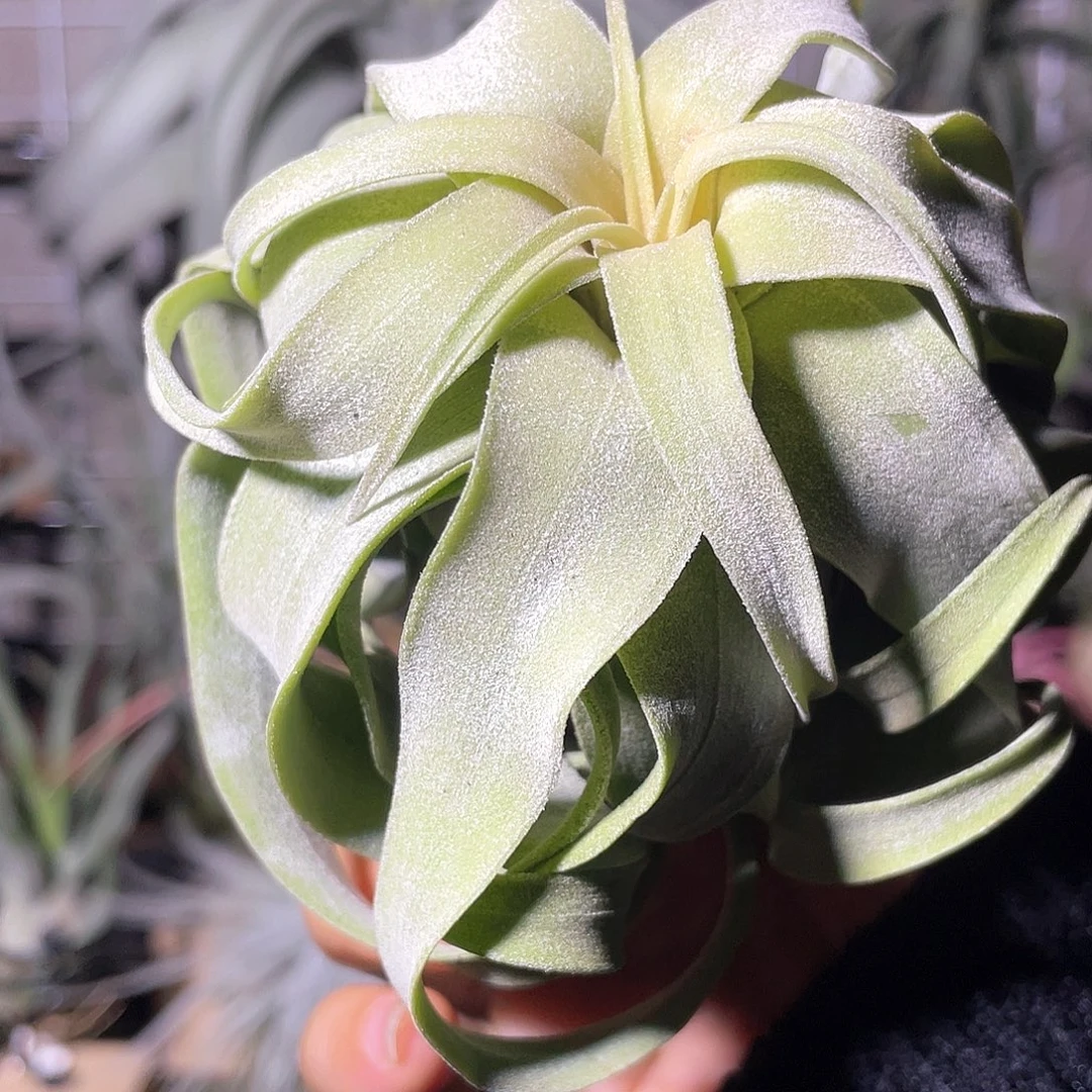 果冻卷64号空气凤梨