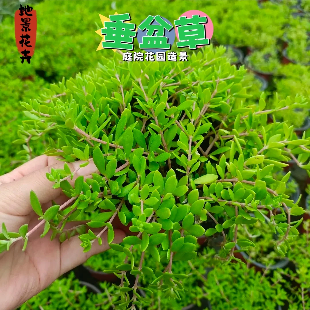 垂盆草苗栽育苗护肝中药材垂吊耐旱植物四季常青庭院花园造景