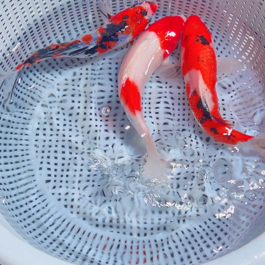 锦鲤锦鲤观赏鱼1111