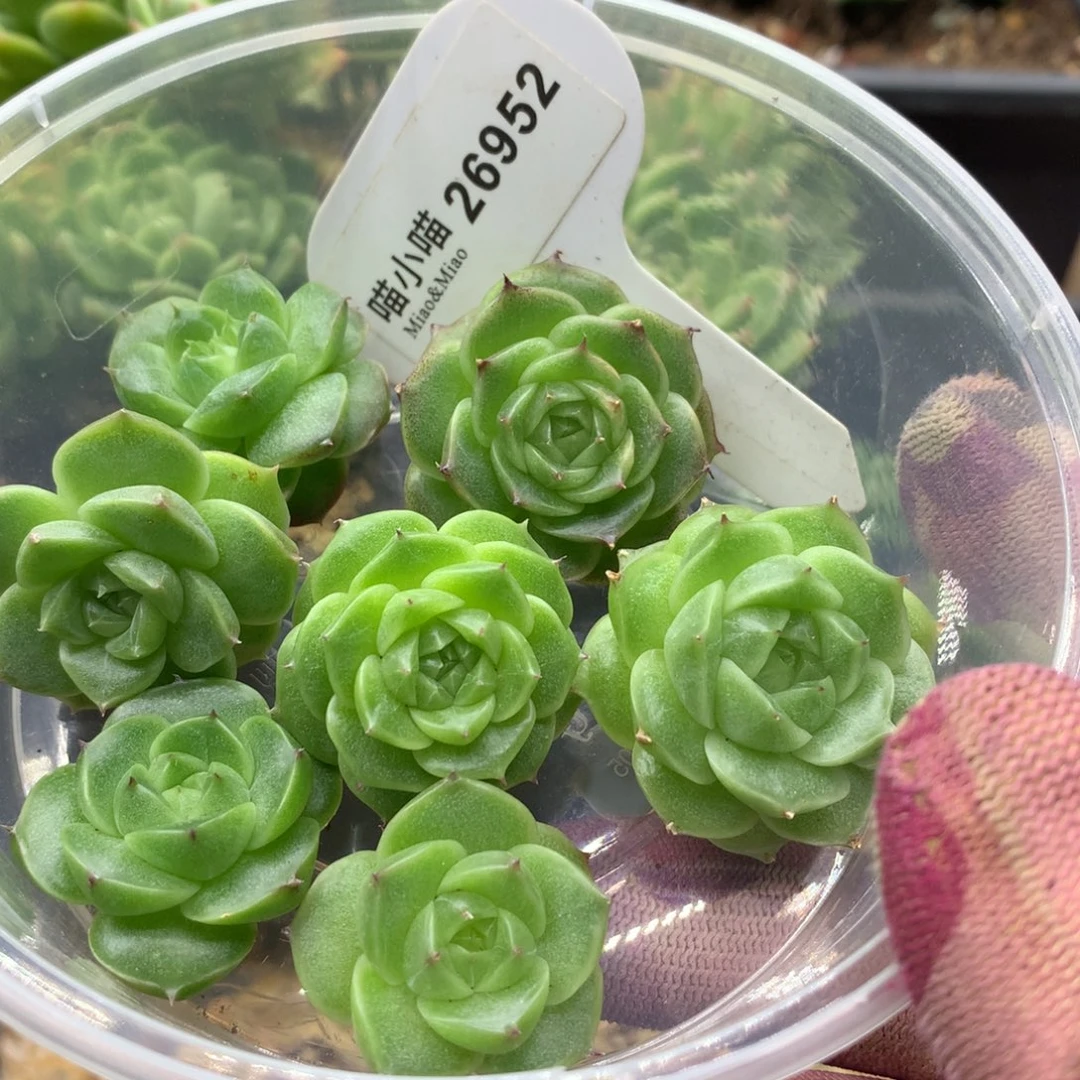 人***戏多肉植物麦秆珍妮