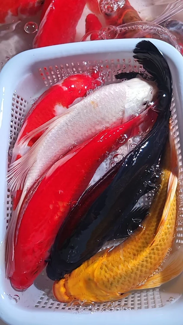 【19 】15-18cm 1黄1白1红草1黑1红白    冷水鱼好养 观赏鱼