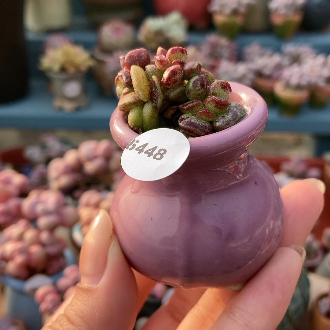 5448鼓棰优选带盆土